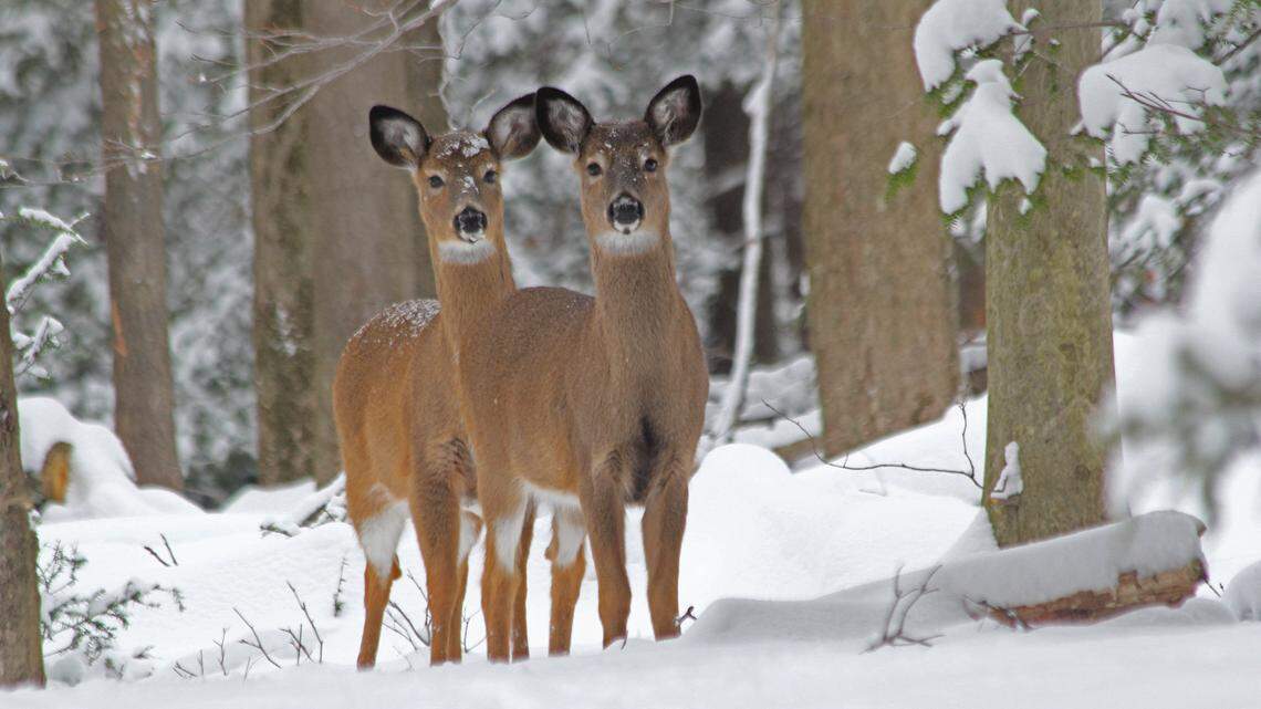 Chronic wasting disease continues to spread among Pa. deer