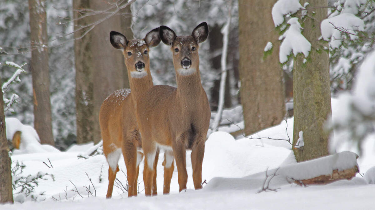 No cases of chronic wasting disease have been reported in Centre County, but management issues to our south increase the likelihood of the disease infecting county deer.