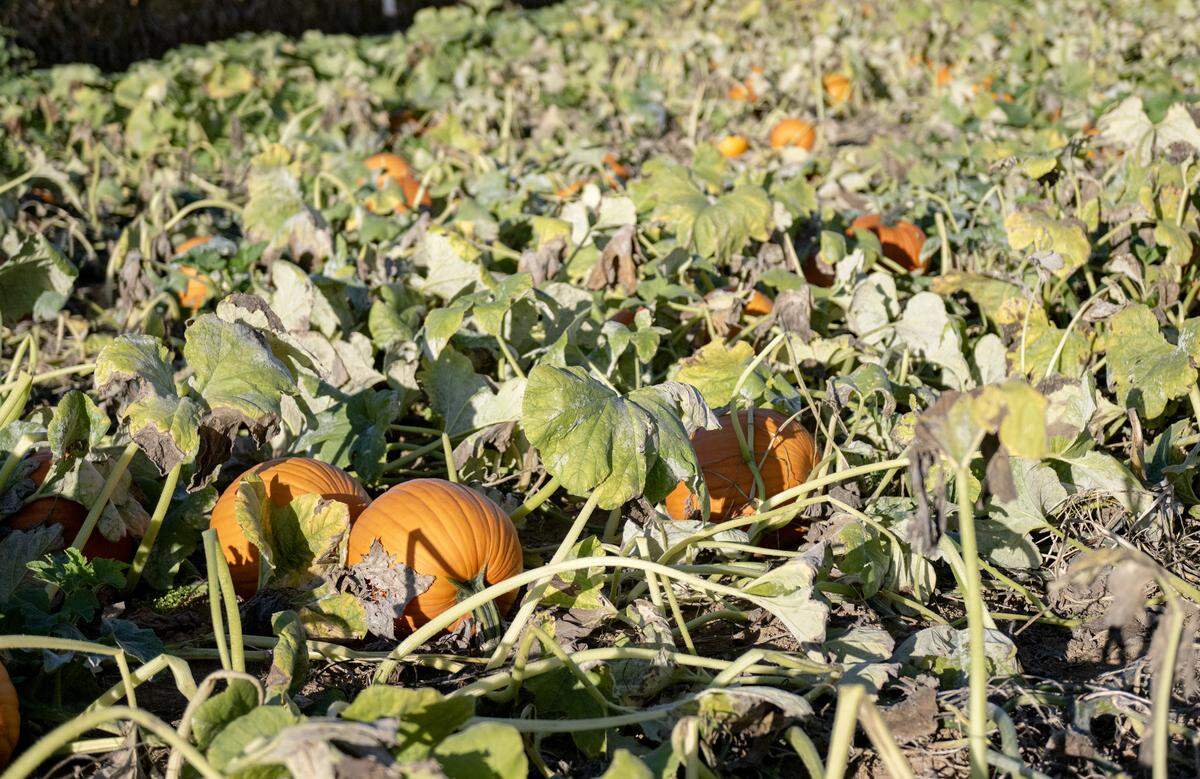 Multiple varieties of pumpkins grow in the pick your own patch at Mountain Edge Farm on Monday, Oct. 6, 2025. 