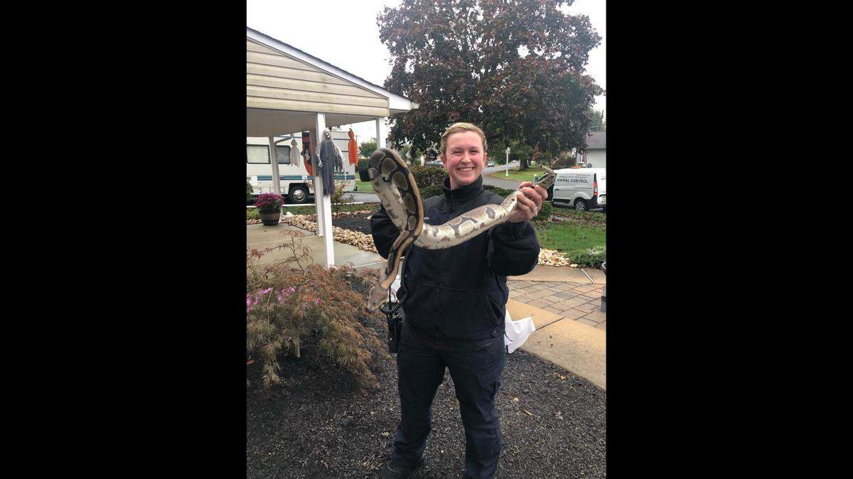 Police say three ball pythons were found in Middletown Township and that more may be on the loose.