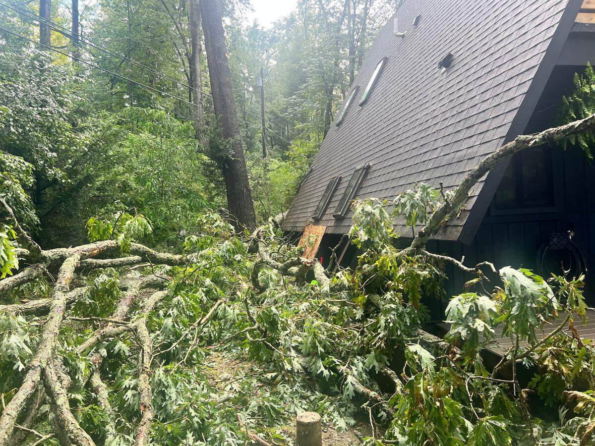 A large white oak tree fell in an Orlando Avenue yard in State College after heavy storms on Monday, Aug. 7, 2023. The tree narrowly missed a house.