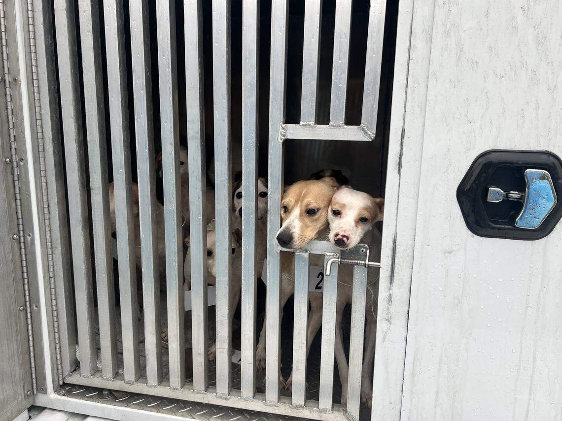 Dozens of dogs were rescued by Centre County PAWS, which asked the community for help with the “emergency dog intake” in March.