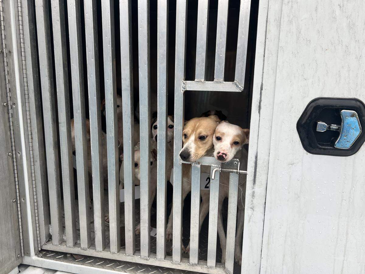 Thirty-seven dogs were rescued by Centre County PAWS, which is asking the community for help with the “emergency dog intake.”