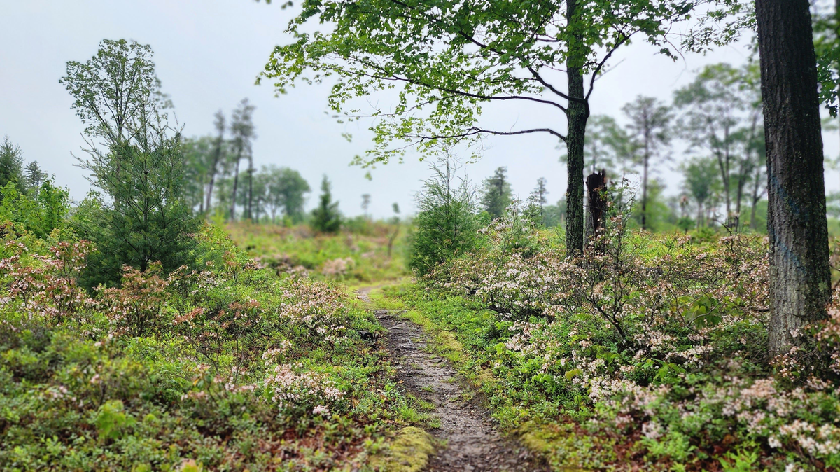 The Dutch Alvin Trail runs through Rothrock State Forest.