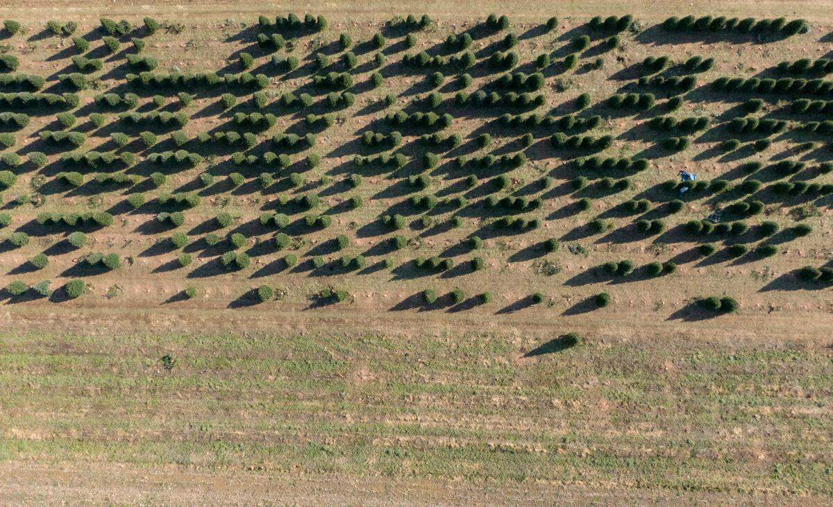 A patch of Fraser firs next to an empty field at Tannenbaum Farm on Thursday, Dec. 2, 2021. This is the final season for Christmas trees at the Centre Hall farm.