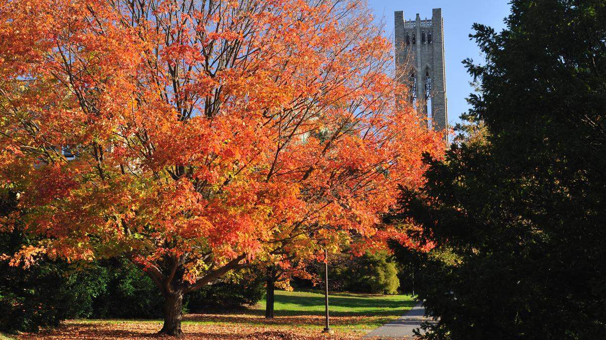 The campus walkway and Tower of Clothier Memorial Hall of Swarthmore College is seen in this file photo. Swarthmore was one of three Pennsylvania colleges that recently made a list of the most beautiful campuses in the U.S.
