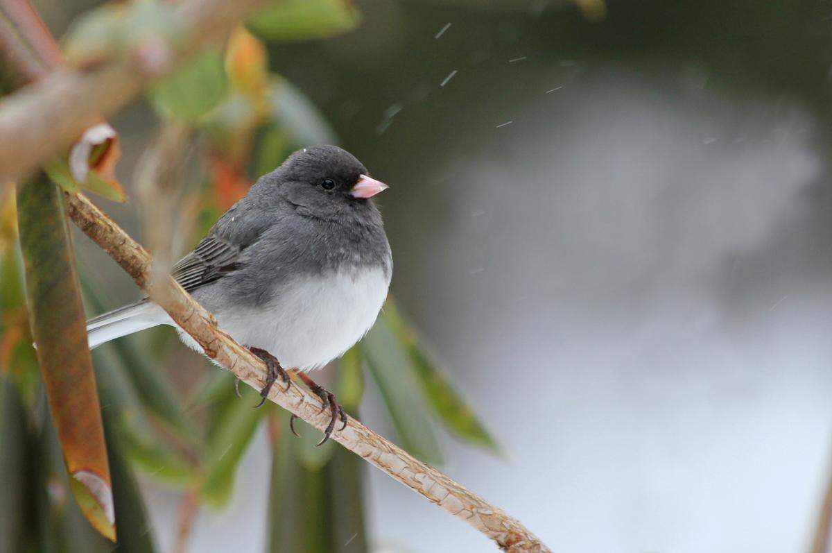 Dark-eyed juncos, like the one seen in this file photo, can be spotted in Kansas during the cooler months.