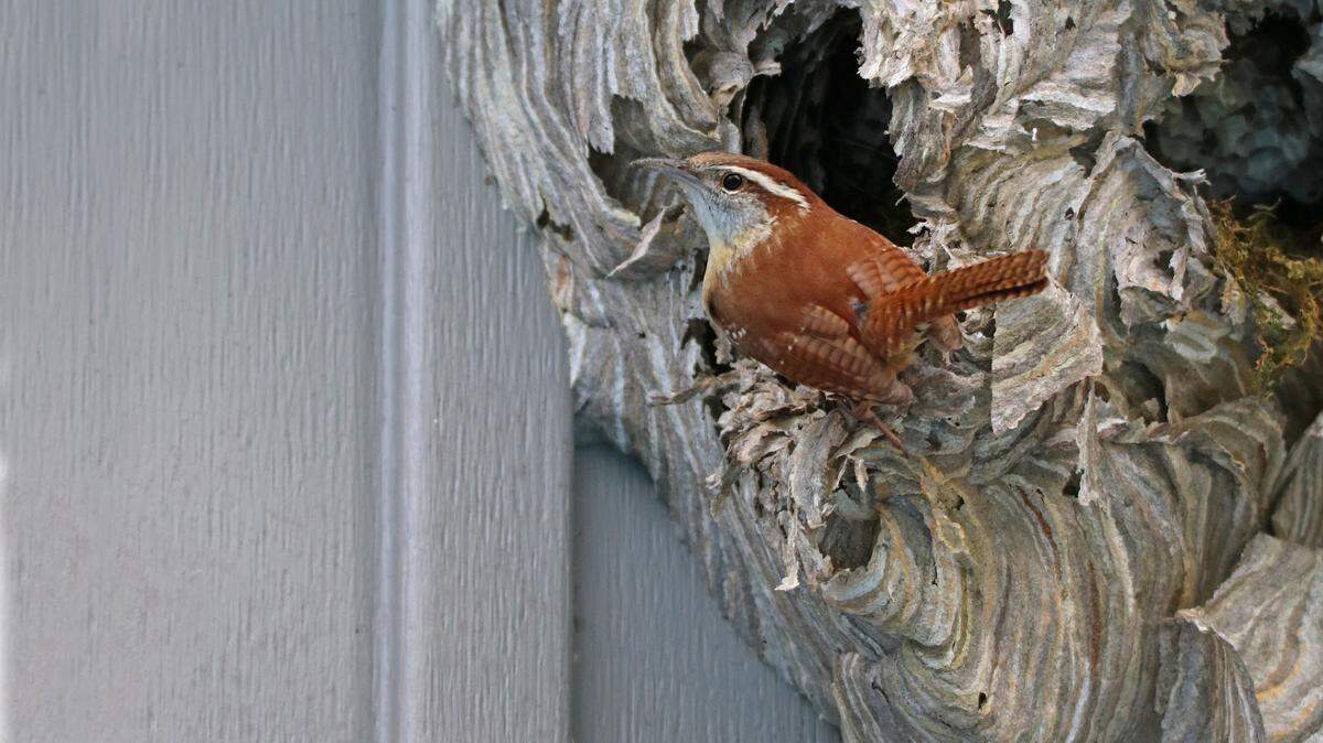 Carolina wrens get the prize for the most creative nest sites — this one inside of a bald-faced hornet’s nest.