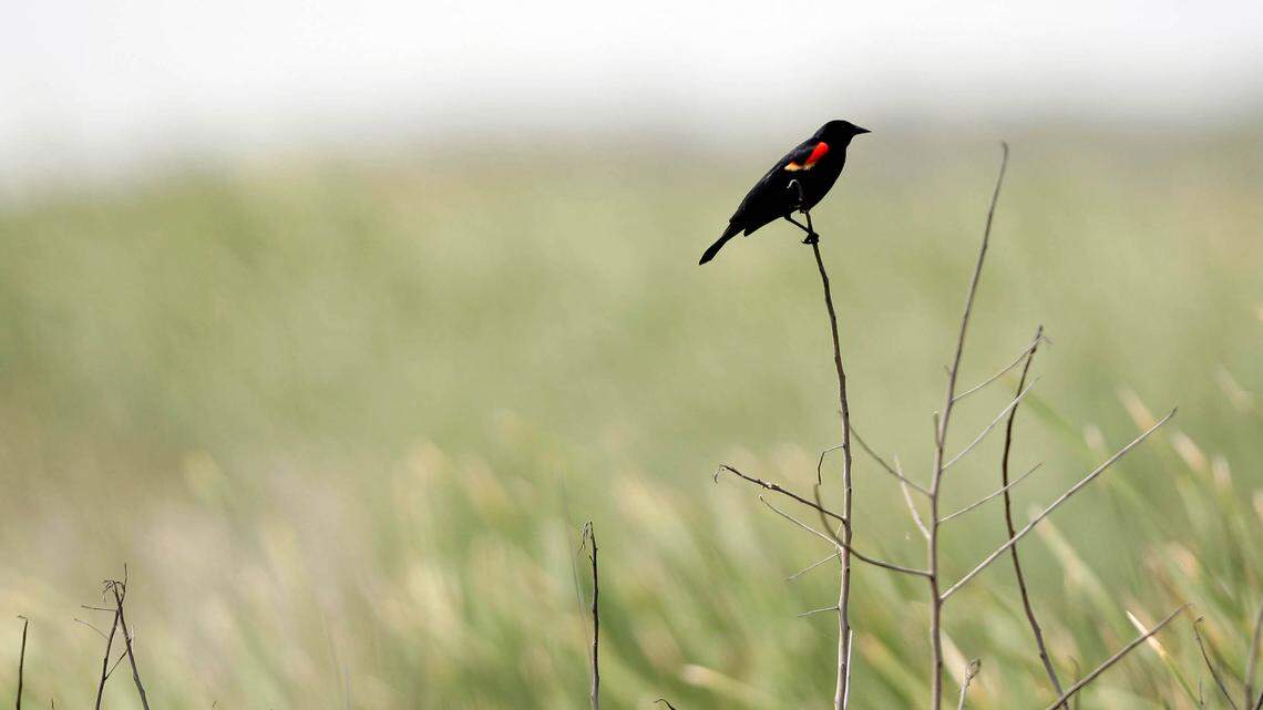 File photo of a red-winged blackbird. Officials say a Pennsylvania farmer and one of his employees killed approximately 17 Canada geese, 10 red-winged blackbirds and one mallard duck with tainted corn.