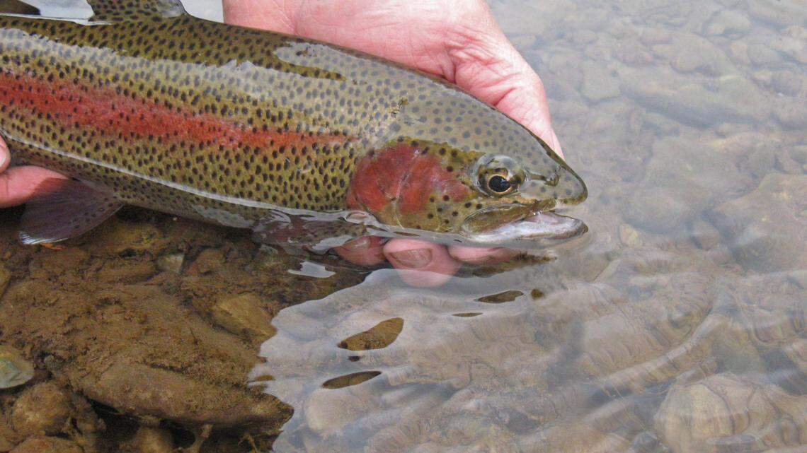 Remembering trout opening days of old