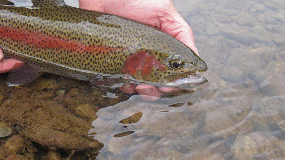 The opening day of trout season is still a magical day to be enjoyed with friends and family.