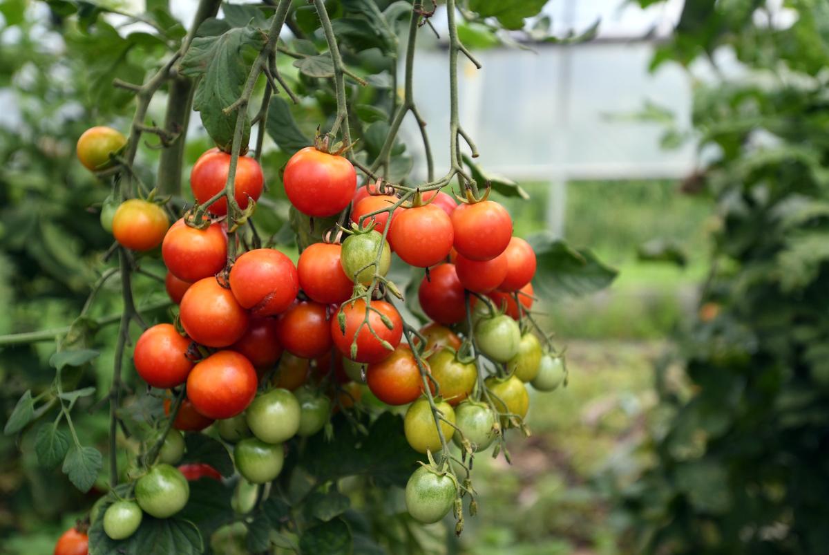 A view of grape tomatoes in the high tunnel at Schaufler’s Wild Blumen Farm Tuesday, Aug. 7, 2018.