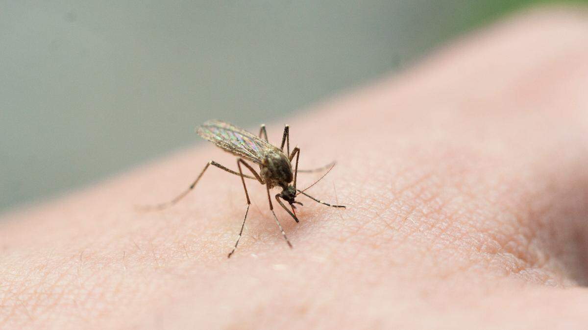The Kansas Department of Health and Environment has issued warnings for West Nile virus infections. The health department said most infections of the virus happen in the late summer and early fall.