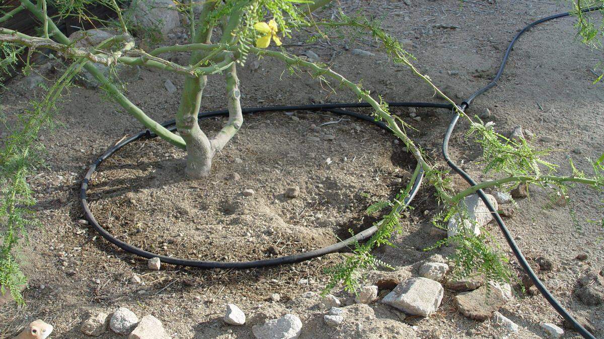 Drip irrigation is a method of applying small amounts of water, often on a daily basis, to the plant’s root zone.