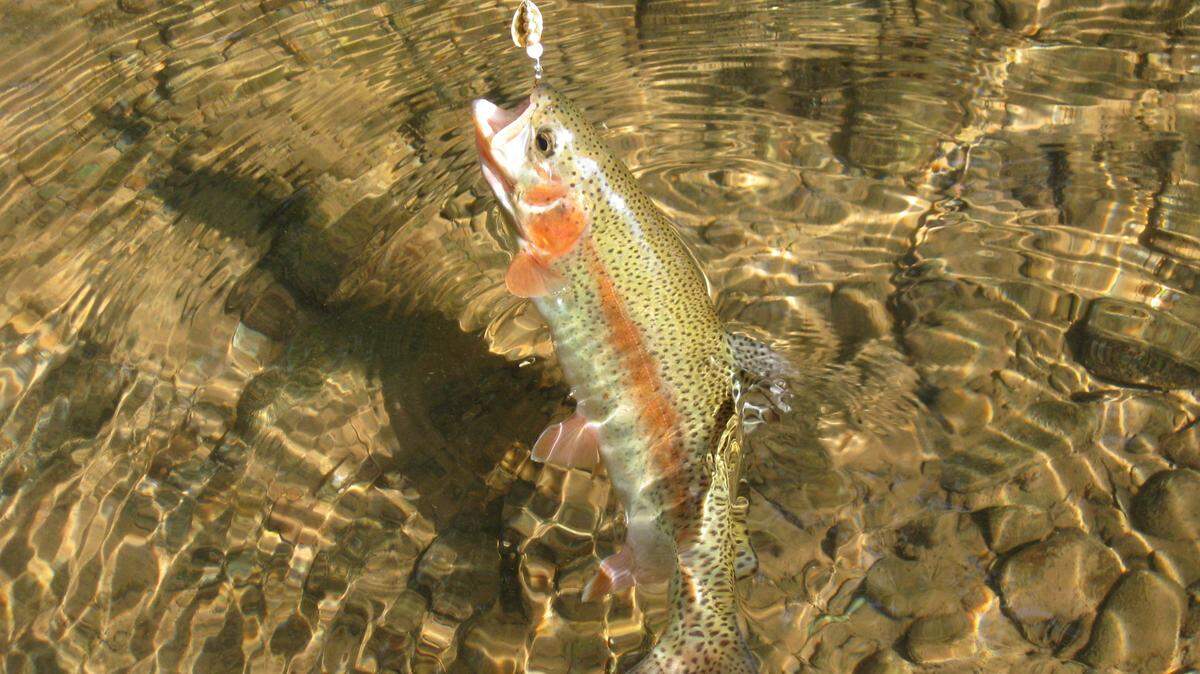 Thousands of hatchery-raised rainbow trout have been stocked in Centre County streams.