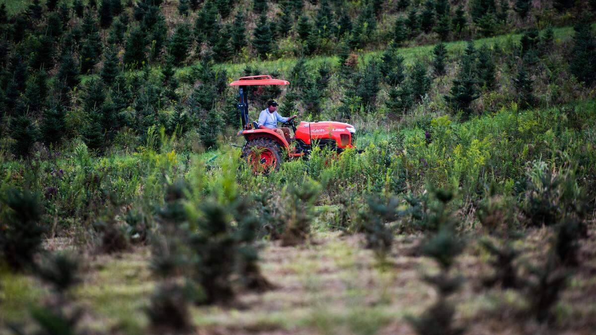 Preston Fleming cuts grass along rows of growing pine and fir trees Wednesday, Sept. 7, 2022 at Fleming’s Christmas Tree farm in New Alexandria.