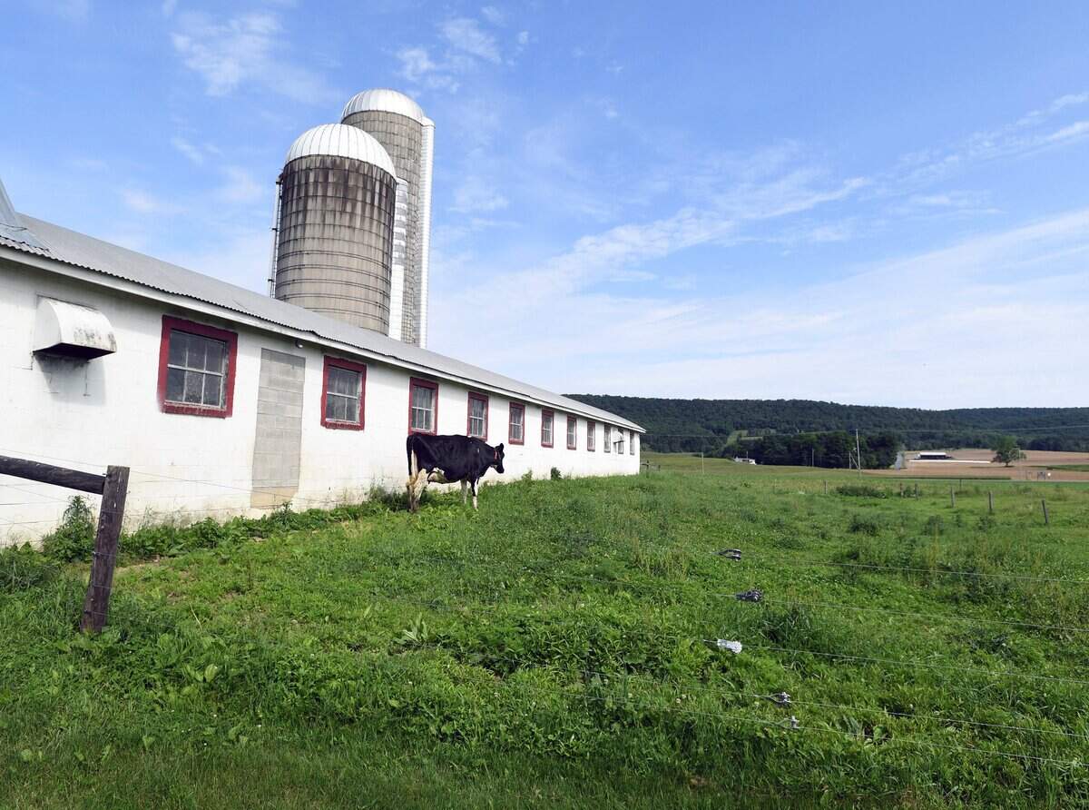 A cow grazes Saturday, June 9, 2018 at Valley Wide Farm in Spring Mills.