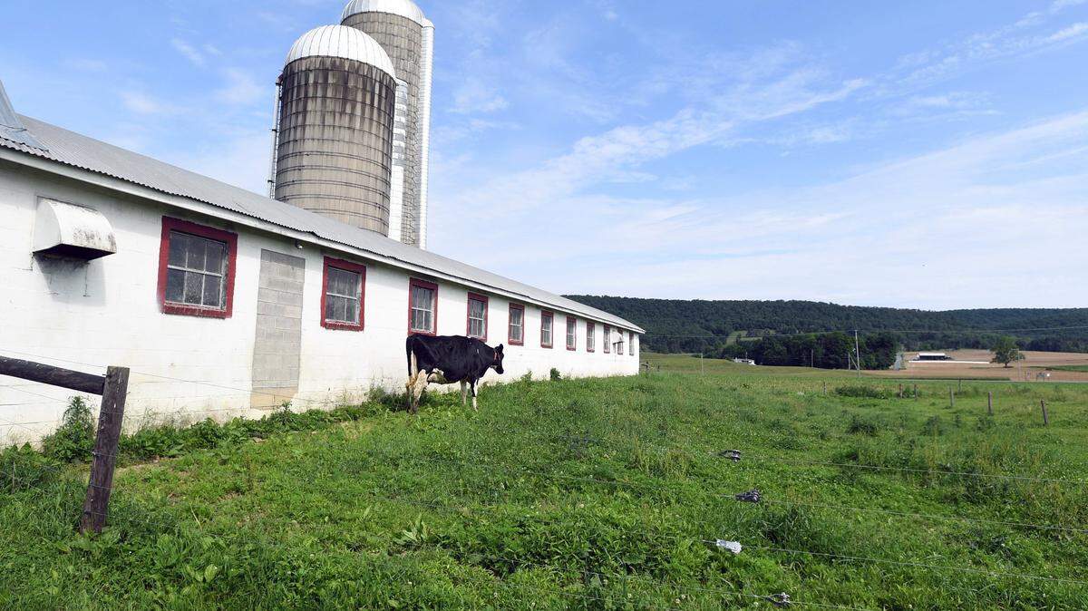 A cow grazes Saturday, June 9, 2018 at Valley Wide Farm in Spring Mills.