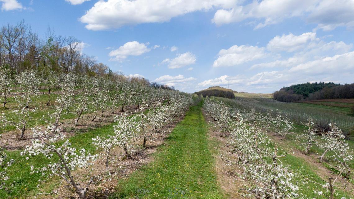 Best bets in Centre County: May Day Art & Garden Walk, Apple Blossom Festival and more