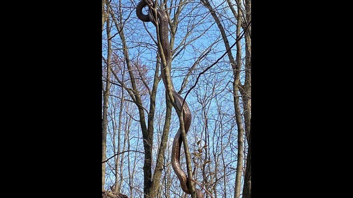 The Pittsburgh Public Safety Department issued a public safety warning after this large snake was seen in a city park.