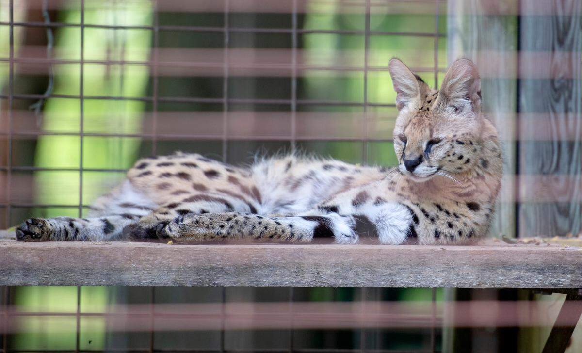 A serval takes a nap at T&D’s Cats of the World in Penns Creek on Monday, June 13, 2022.