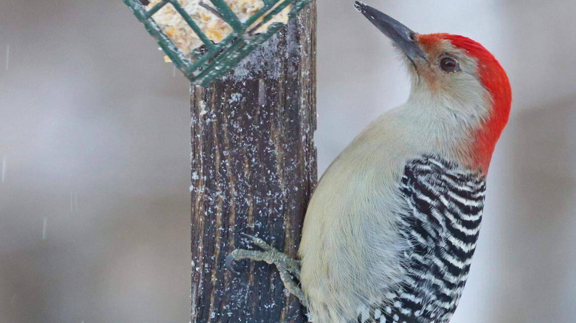 What Bird Makes a Knocking Noise: Discover the Mystery Bird!
