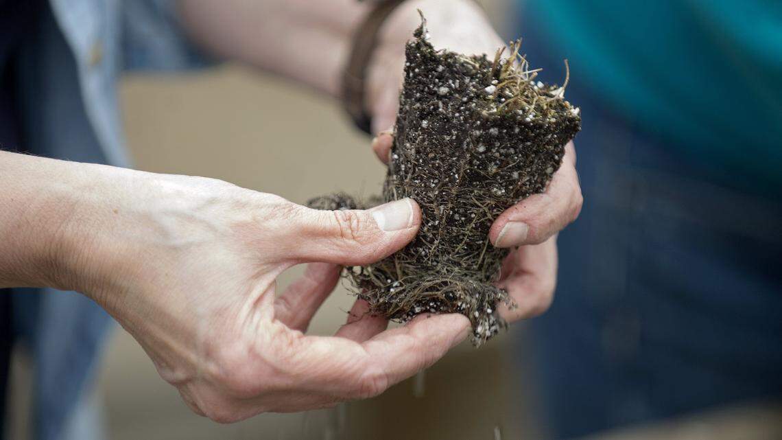 Celebrate spring at the Central Pennsylvania Native Plant Festival and Sale