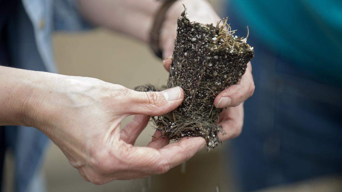The Central Pennsylvania Native Plant Festival and Sale will be held May 5 in Boalsburg.