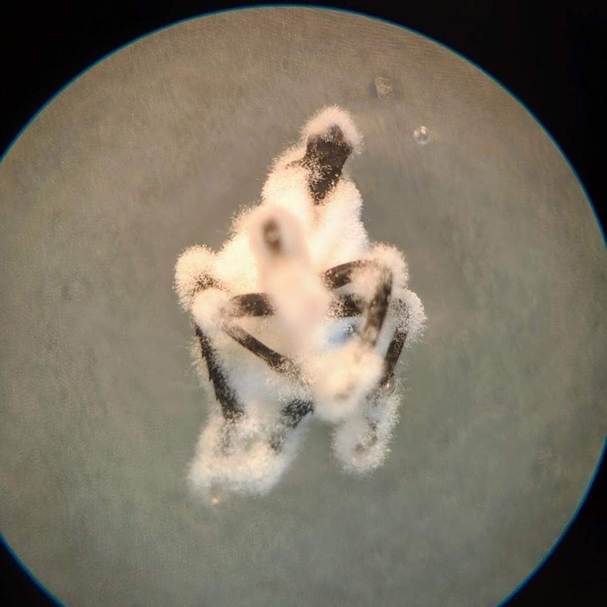 A dead spotted lanternfly nymph is pictured with Beauveria bassiana spores on its body.
