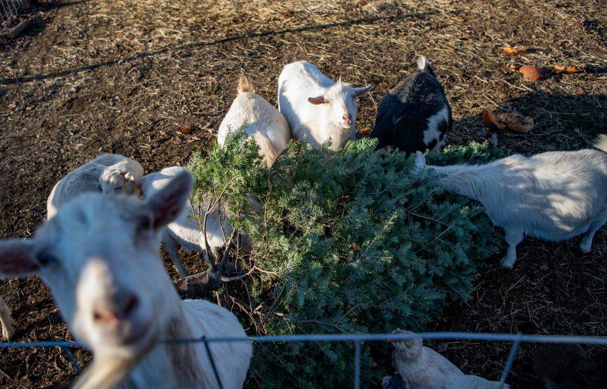The goats at Whitetail Lane Farm enjoy munching on Christmas trees on Wednesday.