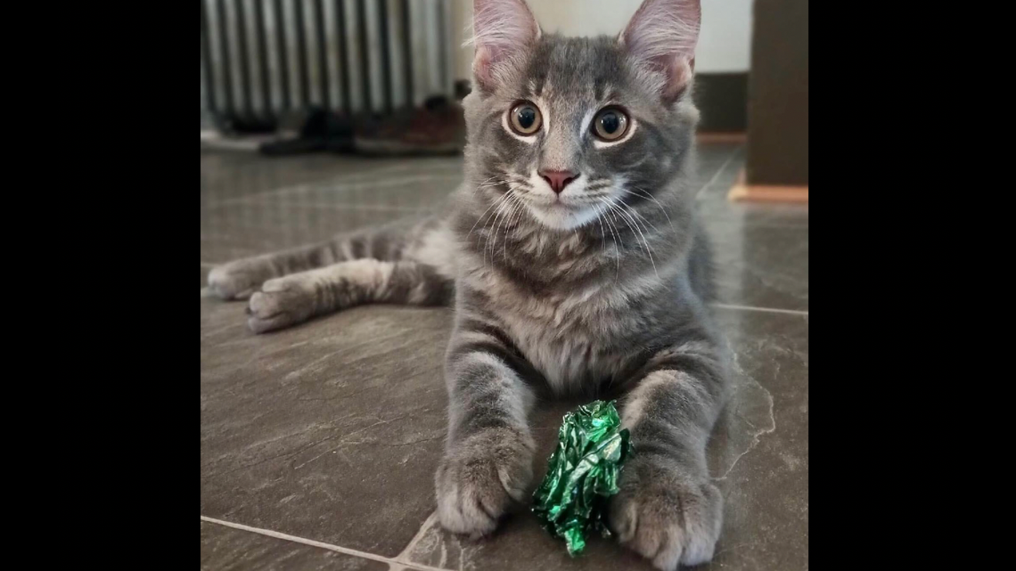 It’s our championship round! Your vote can help crown the cutest cat in central PA