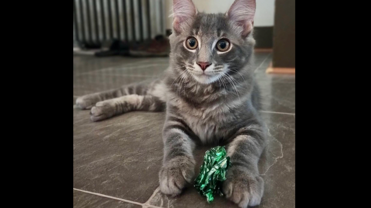 This cat, Drummie, was once one of the many felines in contention to become central Pennsylvania’s cutest cat, as voted by Centre Daily Times readers.