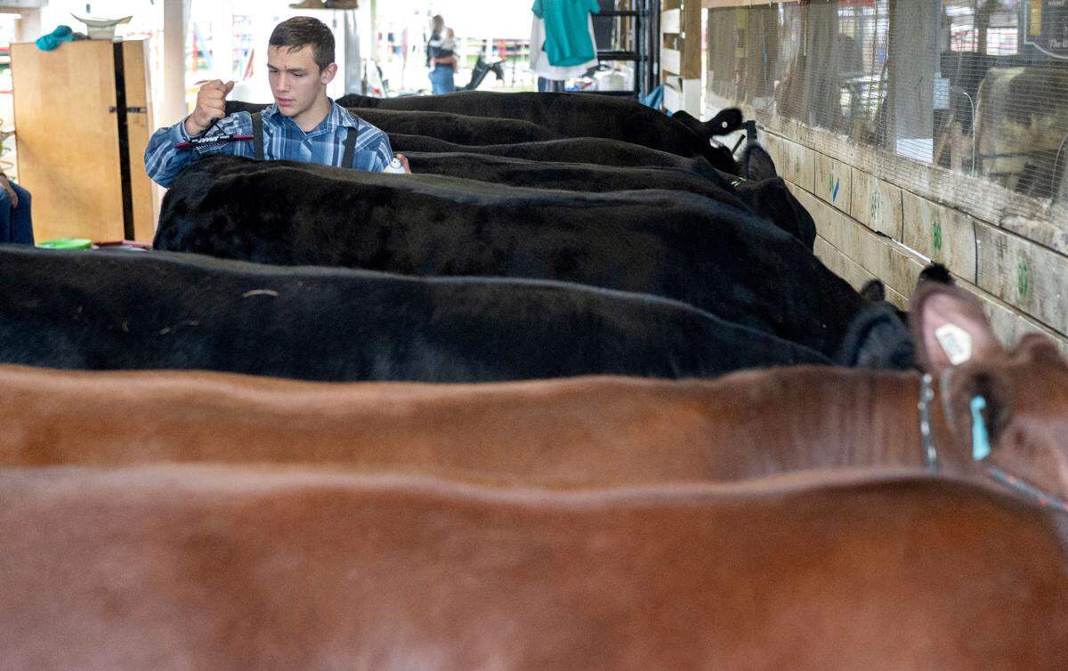 Sawyer Fetterfolf, 16, brushes his steer Yosemite Sam in preparation for the open beef show at the Centre County Grange Encampment and Fair on Wednesday, Aug. 21, 2024.