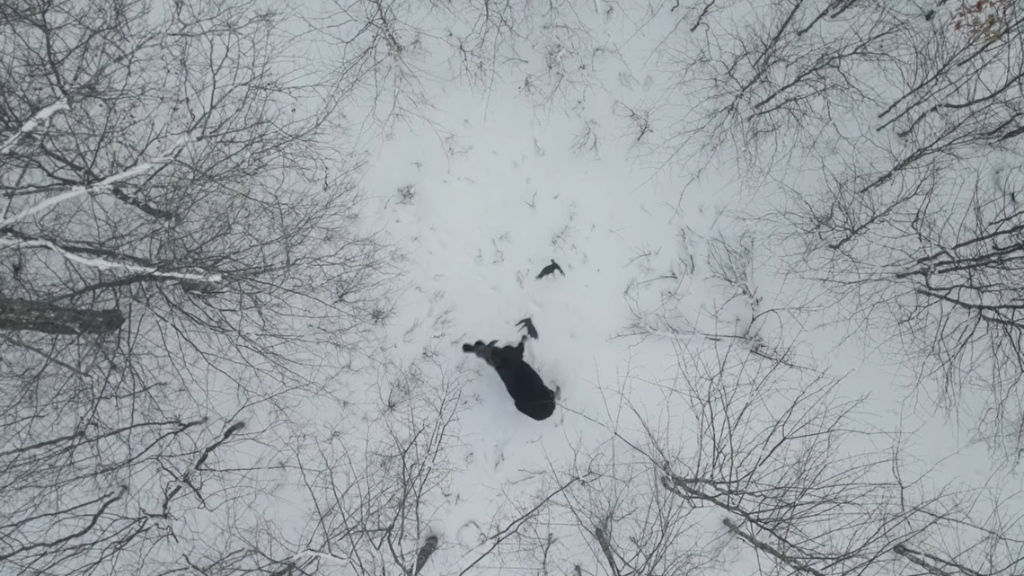 A man captured the rare moment when a moose shook his head and his antlers popped off in Canada.