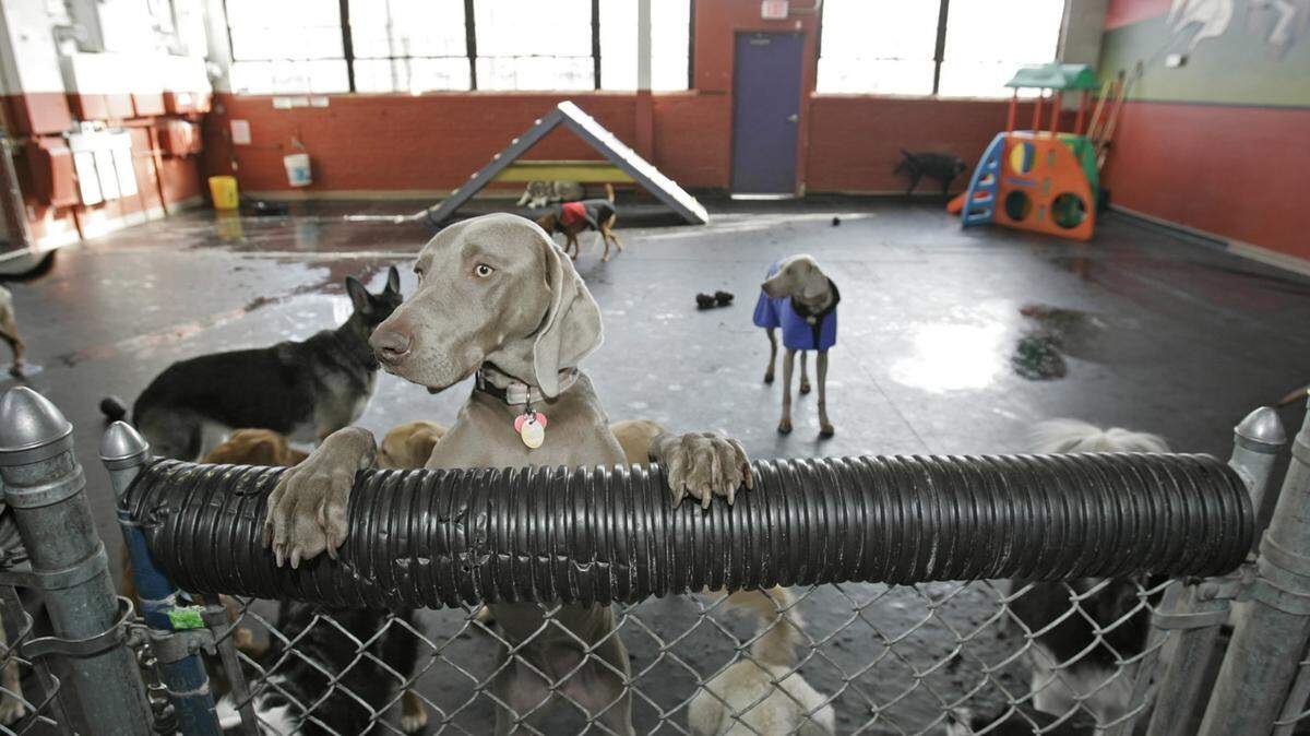 Dogs at the Central Bark Doggy Day Care in Milwaukee, Wisconsin, are placed in different exercise areas matched by their personalities, February 9, 2007, in Milwaukee, Wisconsin.