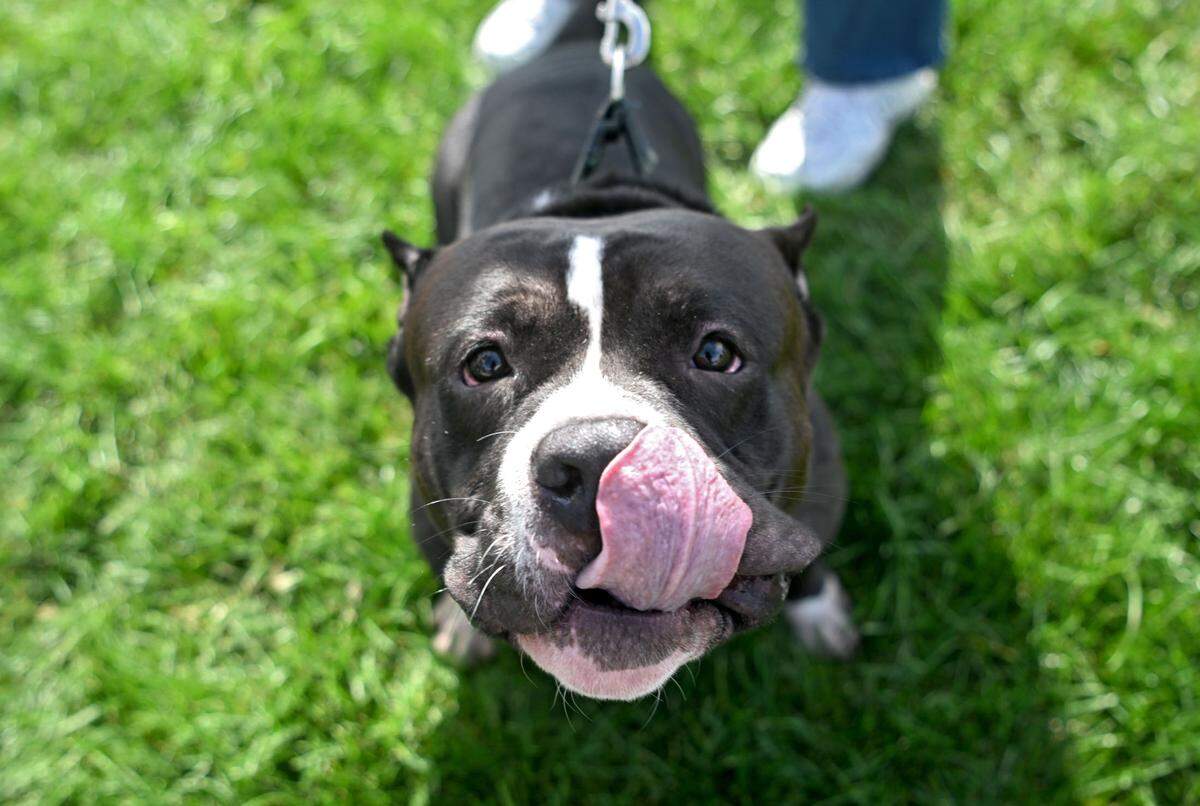 Popeye at PAWS of Centre County on Thursday, Sept. 28, 2023. 