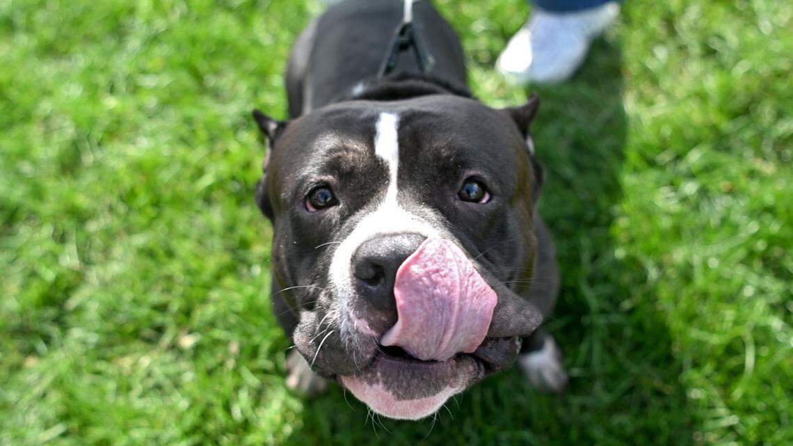 ‘Barely getting by’: Centre County animal shelters struggle as pet abandonment rates rise