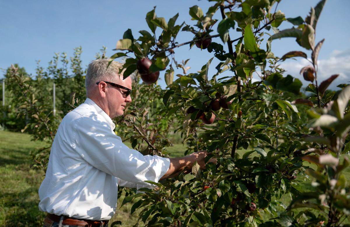 David Sterner looks at one of the apple trees on his property in Spring Mills on Thursday, July 17, 2025. Sterner uses the apples to make apple cider wine.