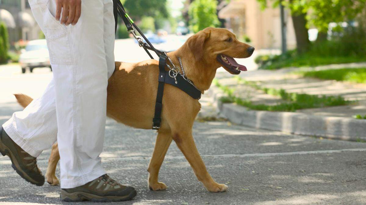 Do you need to put your dog on a leash in Pennsylvania? Here’s what state and local laws say.