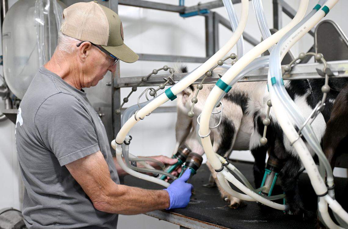 Mike Immel milks goat Daisy at Nittany Meadow Farm on Monday, Aug. 4, 2025.  
