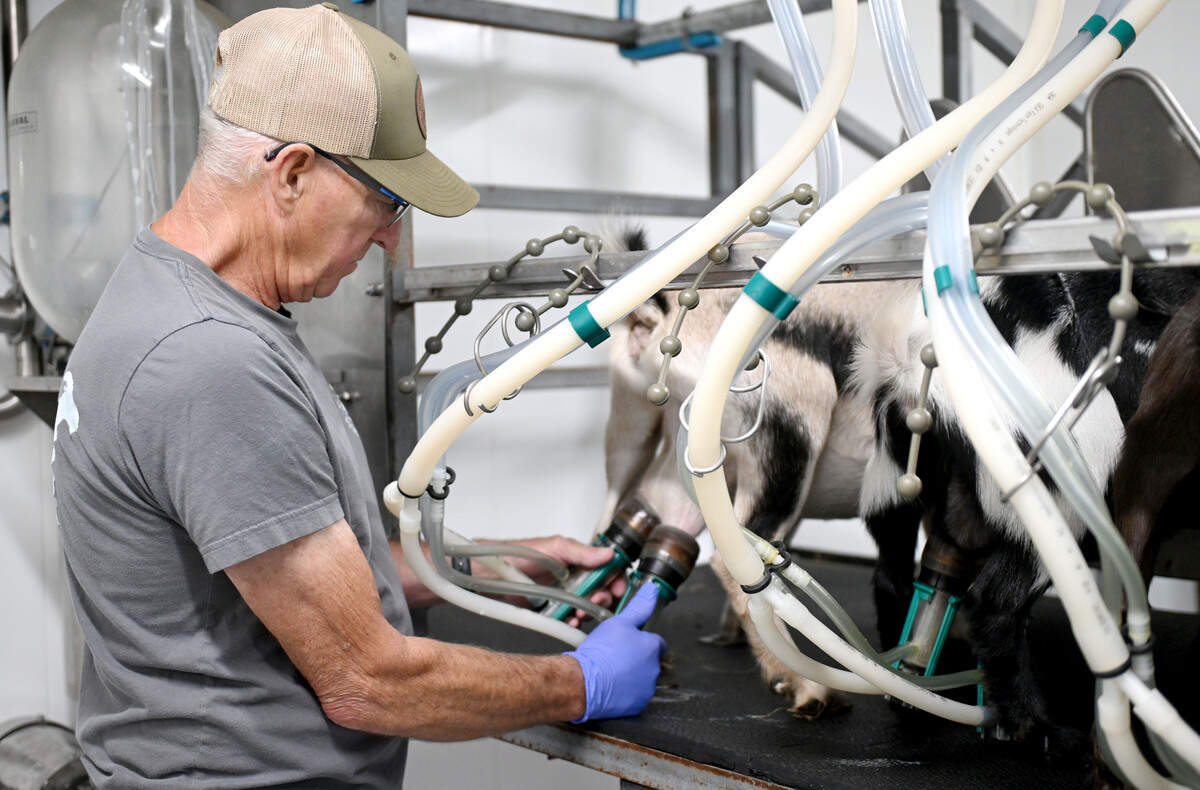 Mike Immel milks goat Daisy at Nittany Meadow Farm on Monday, Aug. 4, 2025.