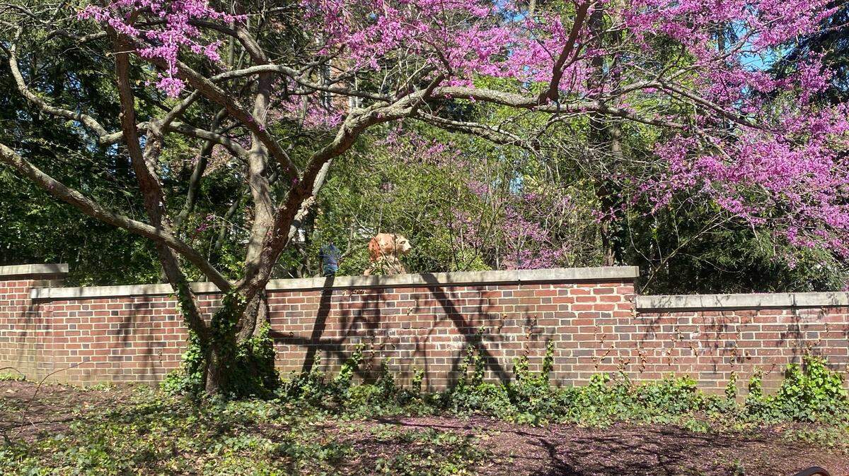 The Nittany Lion Shrine was closed Sunday due to vandalism. An ear was broken and red paint was splashed on the shrine.