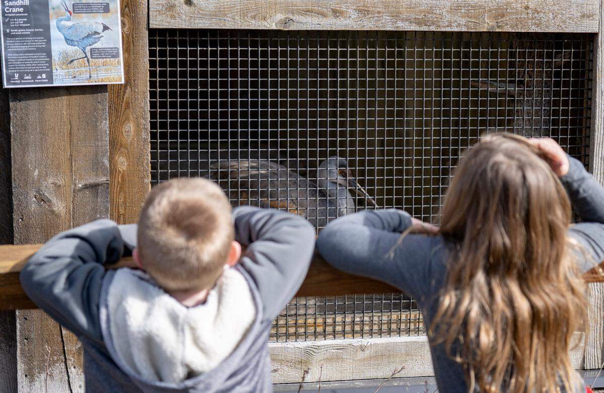 A pair of youngsters visit with Jane, a sandhill crane, at Klingsberg Aviary at Shaver’s Creek on Wednesday. Jane is the newest animal ambassador at Shaver’s Creek Environmental Center.