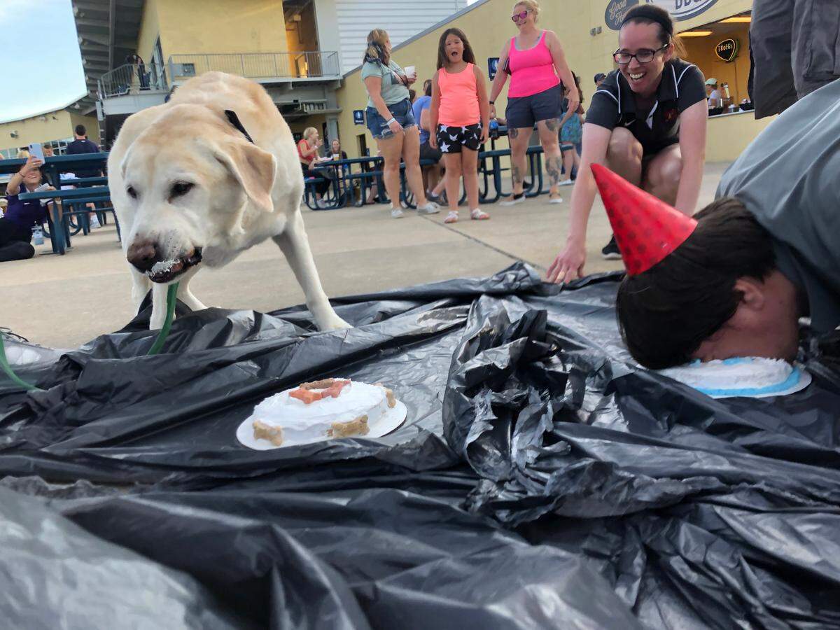 Bob the Baseball Dog celebrates his retirement from the State College Spikes on Thursday with the final “Put vs. Mutt” contest with Spikes Communications Director Joe Putnam.