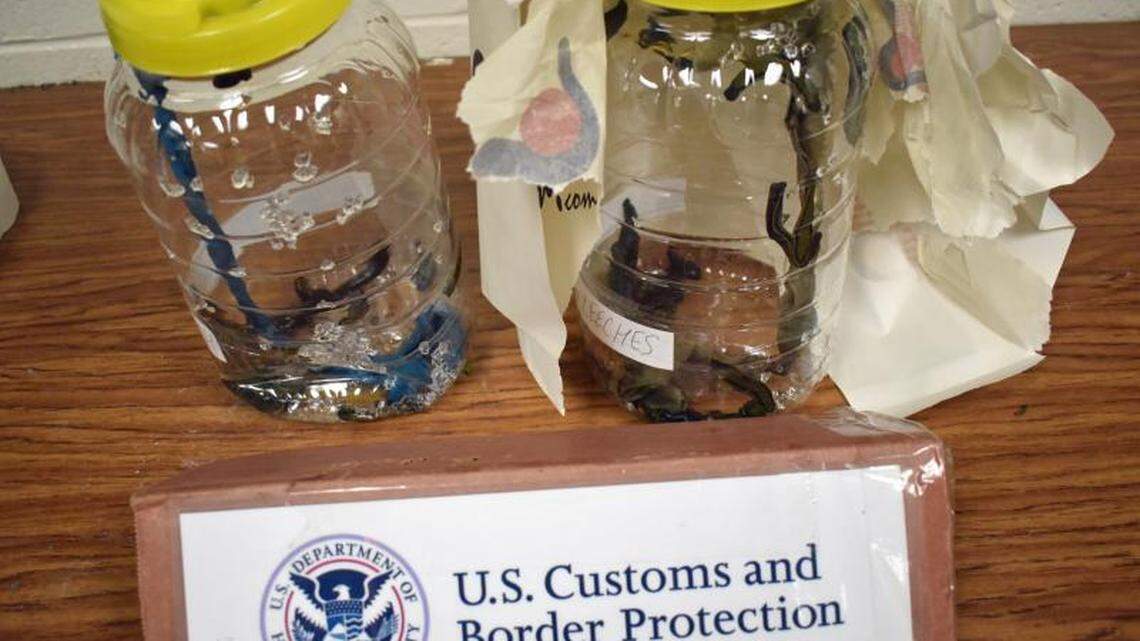 The “icky” bloodsuckers found by customs officials.