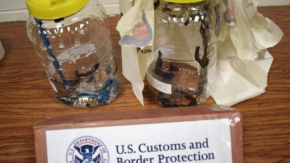 The “icky” bloodsuckers found by customs officials.