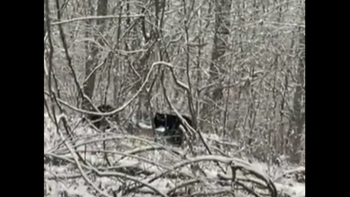 A Pennsylvania hunter shot her first deer on Nov. 28, and then watched a group of bears pounce and starting eating the carcass. She recorded video of the scene.