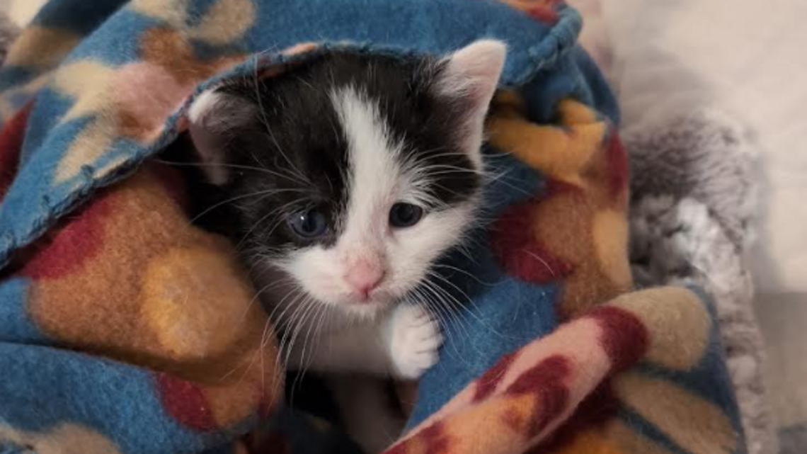 Local nonprofit teams up with another Centre County township to tackle stray cat issue