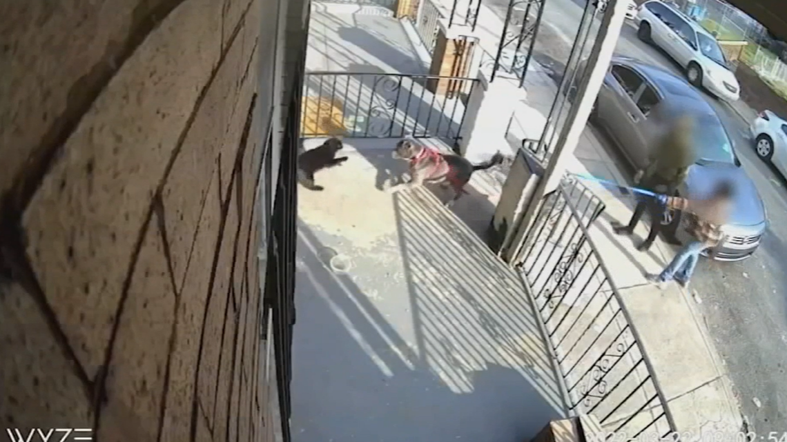 Two suspects behind a dog attack against a cat in Philadelphia, Pennsylvania, have been taken into custody.