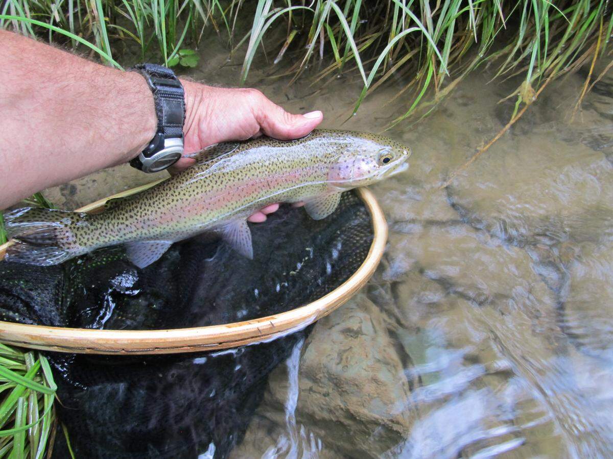 All of the stocked and wild trout caught by the author were carefully released.